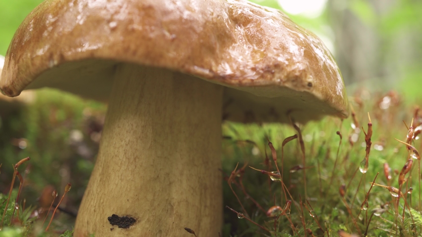 eautiful mushroom in dew drops close-up in the forest. Wildlife macro.