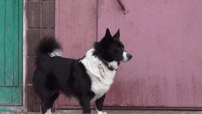 black and white dog waiting for his master before the entrance