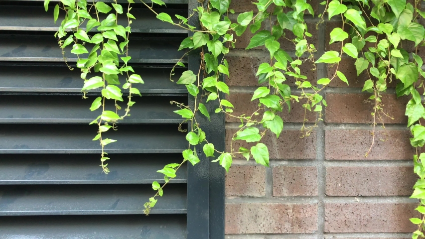 common  ivy covered red bricks and other industrial looking objects