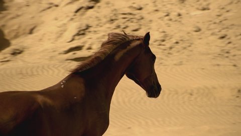 Brown Arabian Horse Running on Desert
