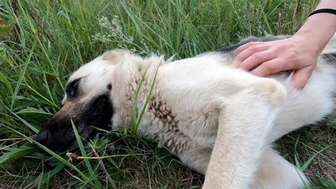 A portrait of a dog being caressed by hand man. Sick dog lying on the grass.