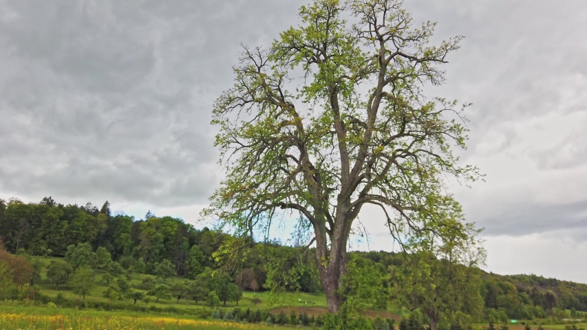 Smooth tracking shot around isolated lonely tree on a meadow. Stabilized footage of tree in Switzerland.