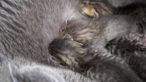 Scottish Fold Cat and kitten. Cat feeds small kittens. Cat nursing her little kittens. Scottish Fold breed.