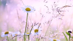 Beautiful white chamomiles flowers growing in summer sunny meadow. Video filtered in cute pink color. Charming abstract natural background. 