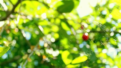 Shine and swing barely noticeable cobwebs from the sun. Beautiful red  cherry berries and green leaves. Blinking bokeh from the wind blows. Beautiful sunny day in the forest