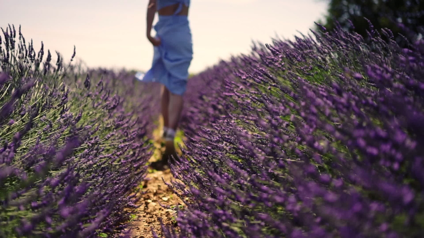 Slow motion video of female tourist in sundress running on lavender field enjoying trip to France and exploring village environment, woman on lavandula rows Royalty-Free Stock Footage #1031528705