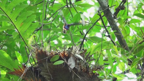 Mangrove pitta bird flying high into the nest on Rhizophora tree with crab for feeding their new born babies in breeding season ,hd slow motion video. 
Pitta feeding babies in the nest,low angle view.