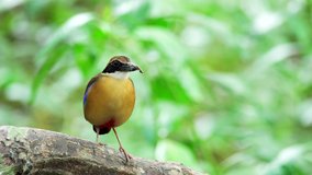 Mangrove pitta bird perching on Rhizophora branch with crab in beak and shaking wings ,4K video. 
Pitta in the wild with natural blurred background,over shoulder shot.