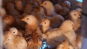 4K Footage of small baby chickens in the farm. Close-up, cute little chicks