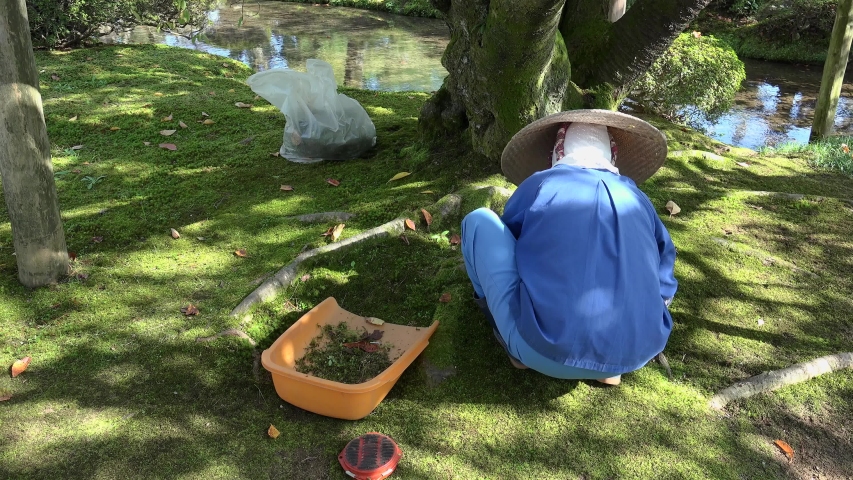Manual moss weeding by the gardener in Kenroku-en garden.  Kanazawa, Ishikawa, Japan