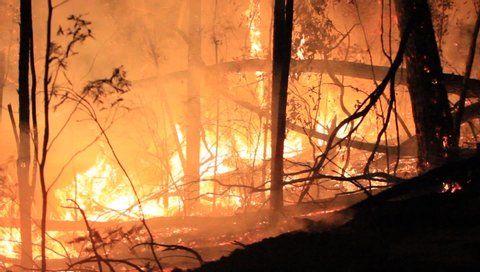 Gilmore New South Wales / Australia - January 20 2014: Australian Eucalyptus Forest Fire 