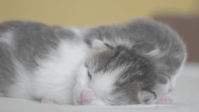 funny video two cute newborn kittens sleep teamwork on the bed. pets concept pets concept. little cats striped sleep on lifestyle a white background