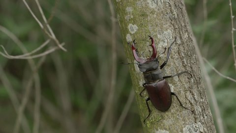 stag beetle on tree bark
