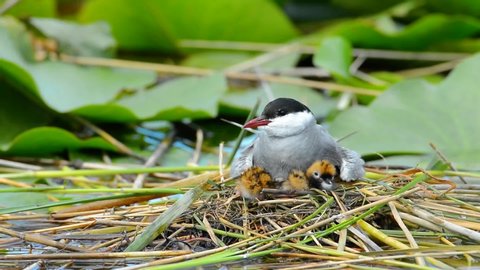 common tern feeding its chicks in the nest (sterna hirundo)