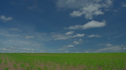 Time lapse over a corn agriculture field. Moving clouds in blue sky, HDR RAW shots 4K