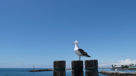 4k. Seagulls On Stumps Blue Sky Background