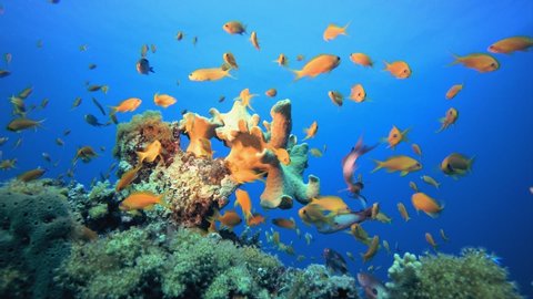 Orange Fish and Soft Corals. Tropical fish reef marine. Soft-hard corals seascape. Vibrant coral garden. Reef coral scene. Beautiful soft coral. Sea reef. Soft coral broccoli. 