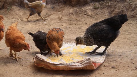 Closeup of Chicken and Hen Eating Birdseed on Rural Farm