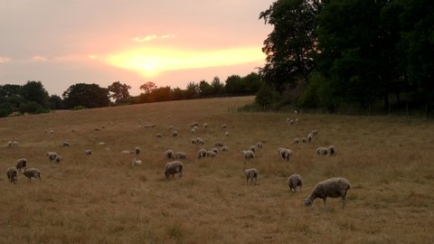 Flock of sheep or lambs grazing on grass in English countryside field, England, Great Britain during sunset on a summer evening.