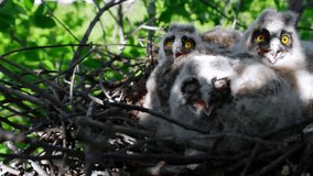 Chicks of long-eared owl in a nest on a treetop, wind. Curious chicks watching, close up portrait. Twelfth day of long-eared owlets lifes.