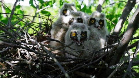 Chicks of long-eared owl in a nest on a treetop. Curious chicks watching, close up portrait. Twelfth day of long-eared owlets lifes.
