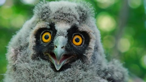 owl close-up Stock Footage Video (100% Royalty-free) 2464889 | Shutterstock