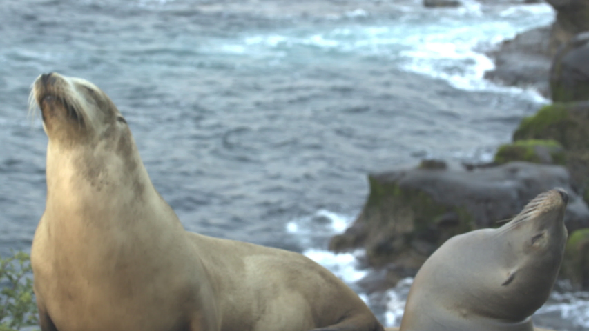 Sea lions on a rookery. Sound, summer, day, natural light. 4K/ 10bit/ ProRes 422HQ/ BT.2020