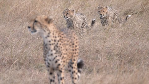 a rack focus shot of a cheetah female and cubs approaching at masai mara national reserve in kenya, africa- 4K 60p