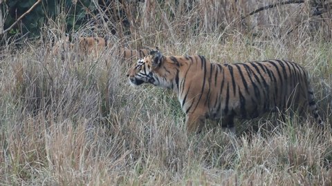 close up of a young tiger stalking prey at tadoba andhari tiger reserve in india- 4K 60p