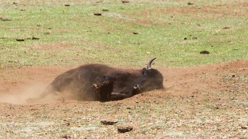 A herd of Bison near the north rim of the Grand Canyon.
