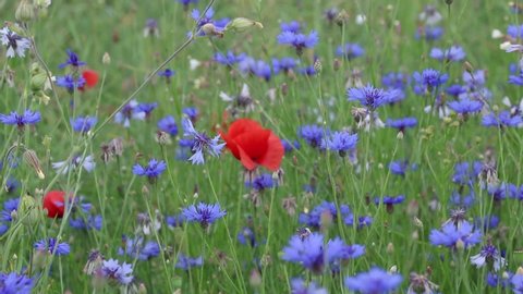Meadow with cornflowers, grass and poppies