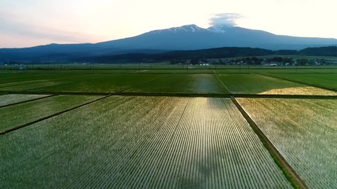 Aerial Shot of Mt. Chokai & Paddy Field in Early Morning