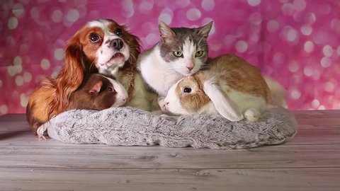 Cat with dog guinea pig cavy and rabbit lop animals together pet group animal friends