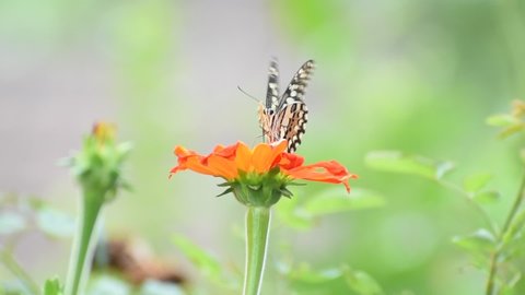 Close up Mexican sunflower with colorful butterfly.Orange blooming zinnia flower with yellow pollen on blurred green leaves background (Ban Chuen)