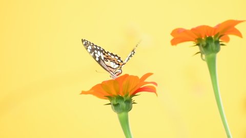 Close up side of Mexican sunflower with colorful butterfly on blurred yellow pastel wall background.Orange blooming zinnia flower with yellow pollen on blurred green leaves background (Ban Chuen)