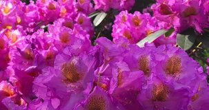 Close up view of beautiful Rhododendron flowers, 4K.