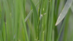 Wheat stalk along with green vegetation in blurred background