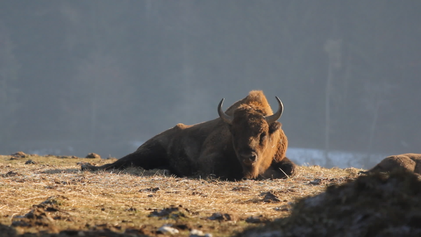 Portrait of european bison on ground and look at camera in the wild