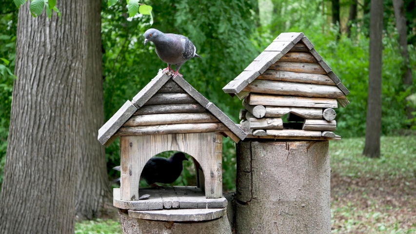 Two pigeons on two nesting boxes in a park