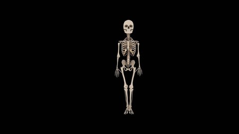 Funny Skeletons Hip Hop Street dancing - Run the World. Transparent video with alpha channel. PNG + MOV 