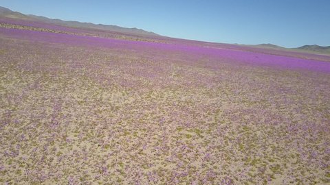 Atacama Desert Flowers aerial footage, springtime at Atacama growing flower bed fields along the desert sands an amazing an rare phenomenon with an awe colorful infinity landscape. Part 2/7
