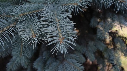 View of blue pine branches. plants and nature
