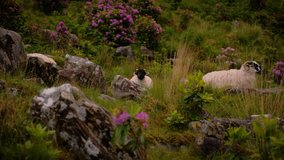 4K video of cute baby and mother sheep among dramatic Irish mountain surroundings