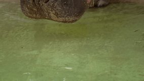 This video shows a close up view of a majestic African hippo slowly walking into the water on a sunny day.