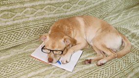 A light brown Labrador dog with glasses on the couch looks on and falls asleep lying on a notebook, tired. A smart dog. Education concept
