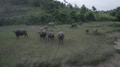Aerial drone view of buffalo herd at riverside in Thailand