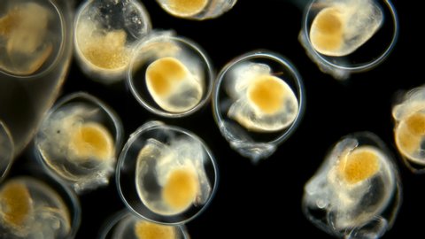 Snail. Snail eggs under the microscope, the movement of the formed embryos ready for hatching