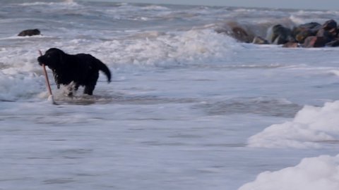 The black dog brings to the owner a stick found in the sea with waves and foam
