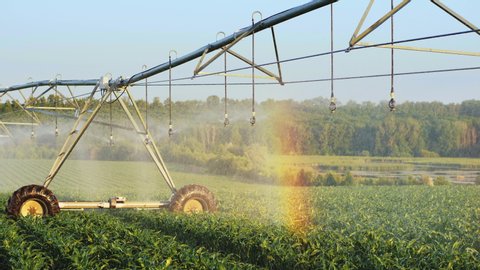 Corn crop irrigation using the center pivot sprinkler system. A bright rainbow formed on the drops from watering the field. Middle shot in slow motion