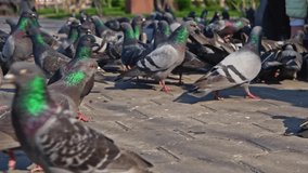 Ground lwvwl shot of city pigeons flock fed by the woman in park slow-motion HD footage